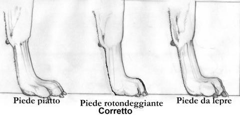 grave difetto se tale lunghezza non è eccessiva e nel contesto nulla toglie all aspetto armonioso del tronco.