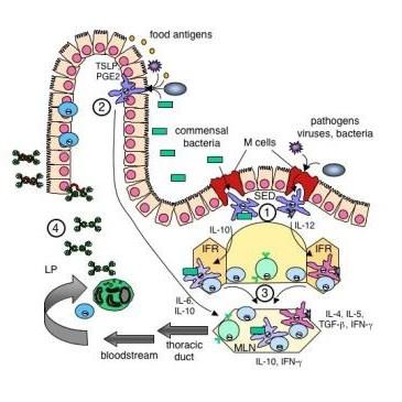 Risposta immunitaria gastrointestinale Pochi dati sono disponibili sull organizzazione del sistema immnitario dei prestomaci, contrariamente all elevato numero di dati relativo all intestino.