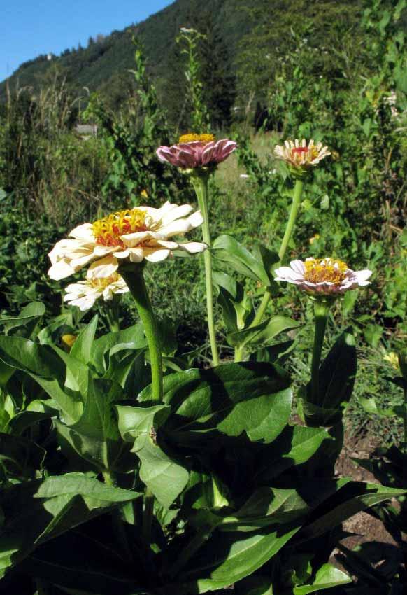 OME SCIENTIFICO: ZINNIA ELEGANS Jacquin SINONIMO: Zinnia violacea Cavanilles NOME COMUNE: Zinnia FAMIGLIA: Asteraceae (Compositae) ORIGINE: Messico ALTEZZA: da 7 cm a m 1 secondo varietà FIORITURA: