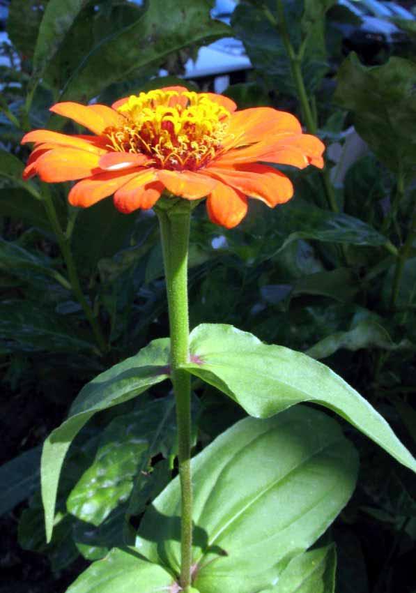 Zinnia