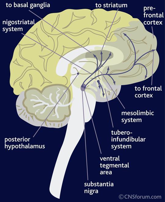 Sindrome disesecutiva frontale e dopamina nel PD Studi farmacologici, sperimentali e di neuroimaging suggeriscono il ruolo della Dopamina nelle funzioni cognitive frontali (pianificazione, WM,