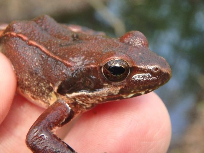 Sebbene nel corso del primo anno l unica specie osservata nella pozza era stata la rana esculenta, il monitoraggio del 2015 aveva mostrato tutte le potenzialità dell area con ben 4 specie.