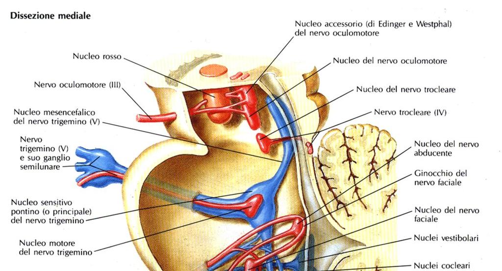 Nervi cranici Fibre sensitive: - originano in gangli sensitivi