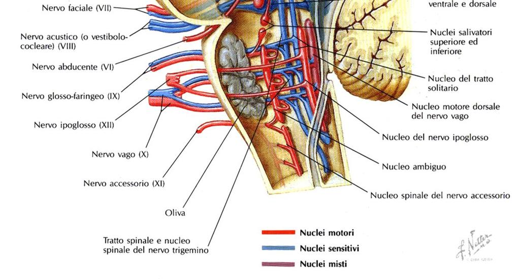 nuclei sensitivi del SNC Fibre motrici (effettrici): -originano in