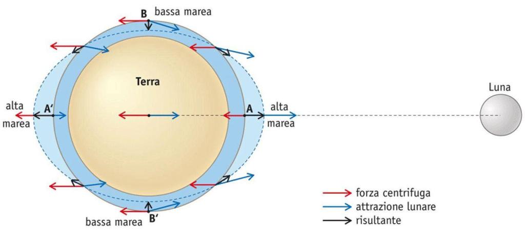 Mentre sull'altra faccia accade il contrario: l'attrazione lunare è minore mentre la forza centrifuga è maggiore, quindi la forza