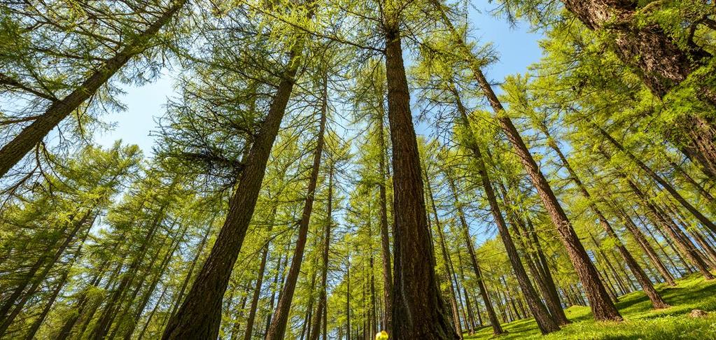 CONCLUSIONI Il settore energetico è strategico per l Alto Adige Lo sviluppo del settore è stato possibile solo grazie ad