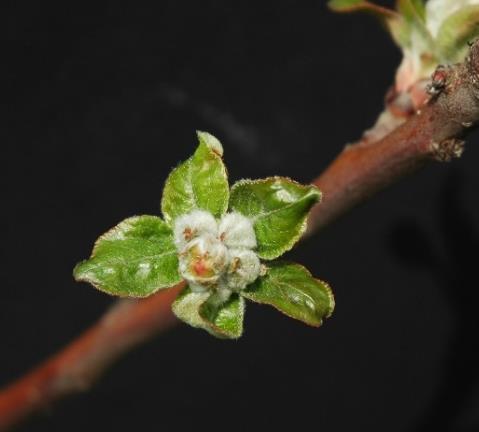 DIFESA DELLE POMACEE Fase D: mazzetti affioranti Ticchiolatura Le precipitazioni in corso stanno determinando la prima infezione di ticchiolatura della stagione 2016.