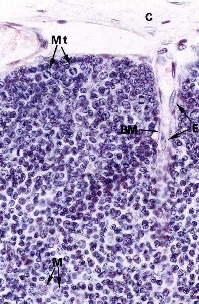 Corticale Linfociti T immaturi ed in maturazione A volte si osservano linfociti B Corticale esterna presenta linfociti più