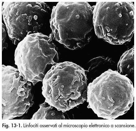 Le funzioni di difesa specifiche ed aspecifiche del s. immunitario sono svolte dalle cellule del sistema linfatico presenti nei tessuti sotto forma di cellule isolate (t.