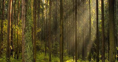 internazionali da foreste ben gestite: salvaguardando l ambiente e i valori sociali ed