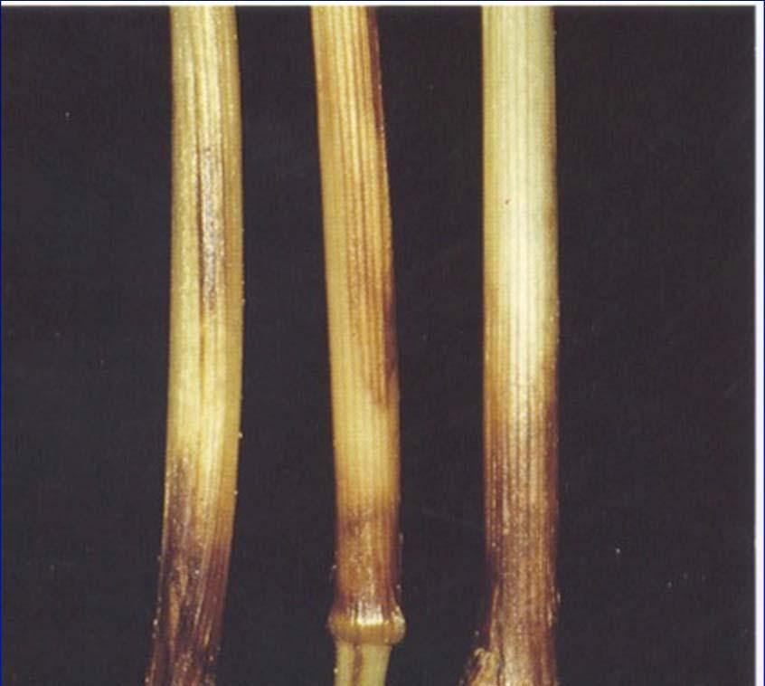 Mal del piede FUSARIOSI (Fusarium avenaceum, F. culmorum, F. graminearum.
