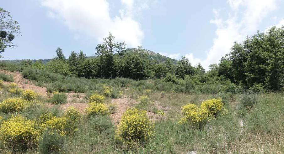 Foto 20 Aspetto della vegetazione nell area di indagine L area per un buon tratto s intreccia con le propaggini dell espansione urbana di Lagonegro e si caratterizza per la presenza di aree