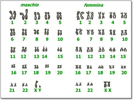 costante a livello di specie, sia nel numero che nella morfologia Corredo cromosomico umano: