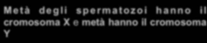 X Metà degli spermatozoi hanno il cromosoma X e metà hanno il cromosoma Y Y X XY Maschio XY Maschio