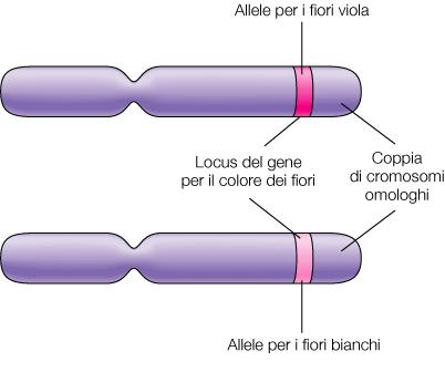 CROMOSOMI OMOLOGHI E CROMATIDI FRATELLI I cromatidi fratelli sono identici, hanno il DNA perfettamente uguale. MENTRE I cromosomi omologhi non sono identici!