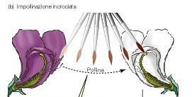 autoimpollina Rimuovendo le antere e trasportando