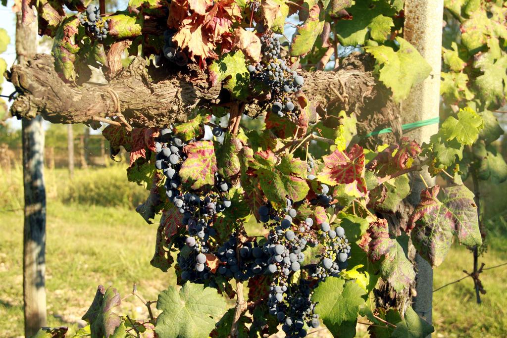 Acinellatura su Cabernet franc nell Isontino In zone delicate i produttori