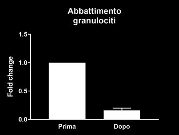 cellule о Sistema a circuito chiuso con minimizzazione del rischio di contaminazioni о Procedura veloce, riproducibile e versatile in diverse indicazioni cliniche Dopo la processazione Monocytes, il