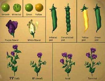 semi e dei baccelli (es. rotondo/liscio vs. rugoso); posizione dei fiori (es. assiale vs. terminale); altezza della pianta (es. alta vs. bassa).