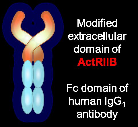 Luspatercept: Overview 36 Modified extracellular domain of activin receptor type IIB (ActRIIB) linked to the Fc protein of human IgG Modified to decrease binding to activin A Binds to ligands in the