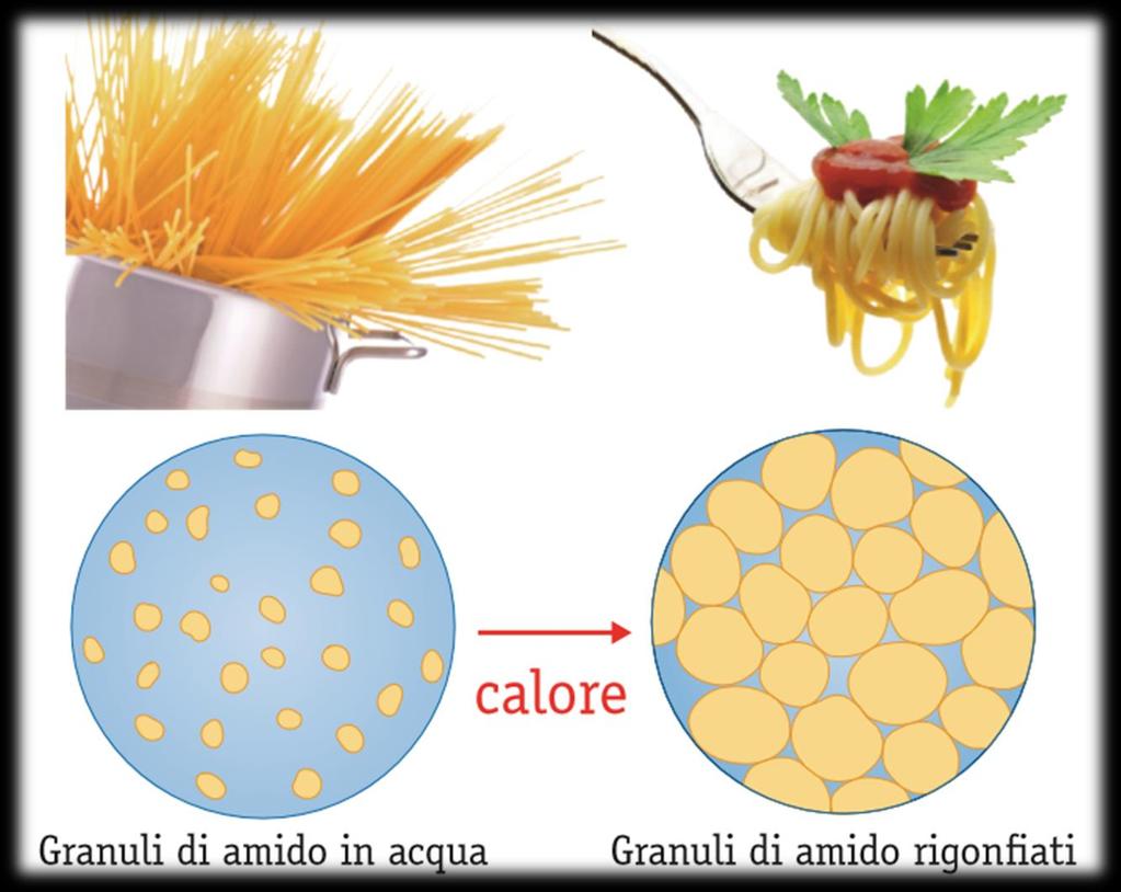 Gelatinizzazione dell amido Cambiamento della struttura