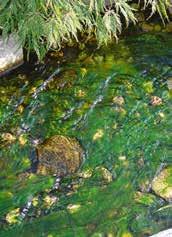 Eliminare le alghe filamentose In linea di principio, la comparsa di alghe filamentose è indice di acqua sana e pulita.