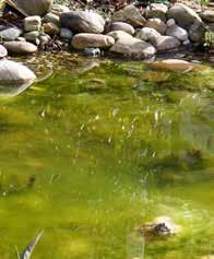 algenstop Professional In alcuni laghetti si verifica di continuo una crescita eccessiva delle alghe.