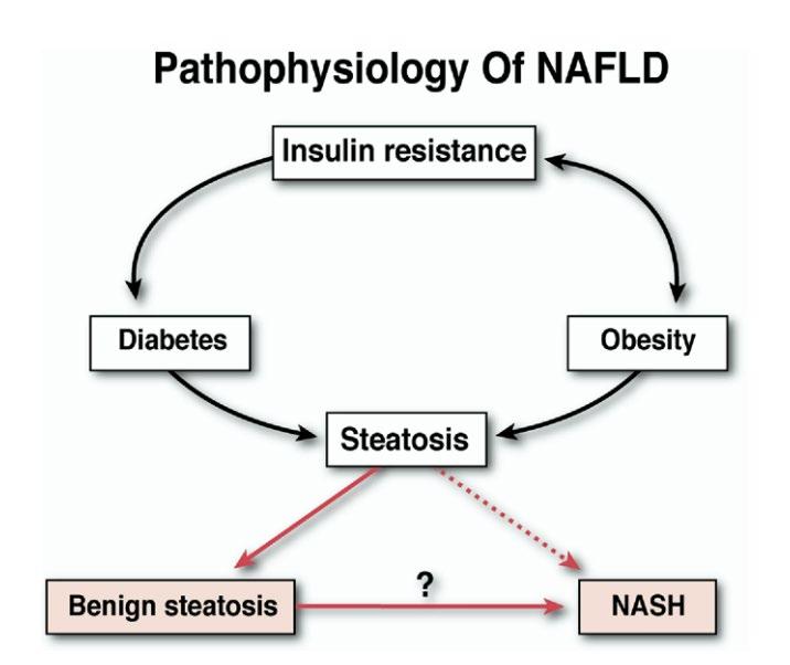 Evolution of inflammation in