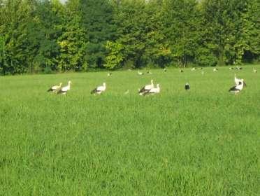 Ma fu questo episodio, assieme all avvistamento di un gruppo di 24 cicogne su un prato stabile di Soave, che indisse l ente Parco a intraprendere la strada del progetto di reintroduzione della specie.