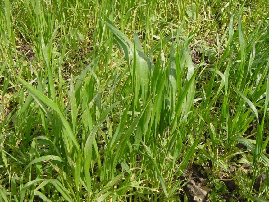 Le piogge del periodo possono avere causato in alcuni casi e particolarmente nei terreni pesanti fenomeni di ristagno idrico.