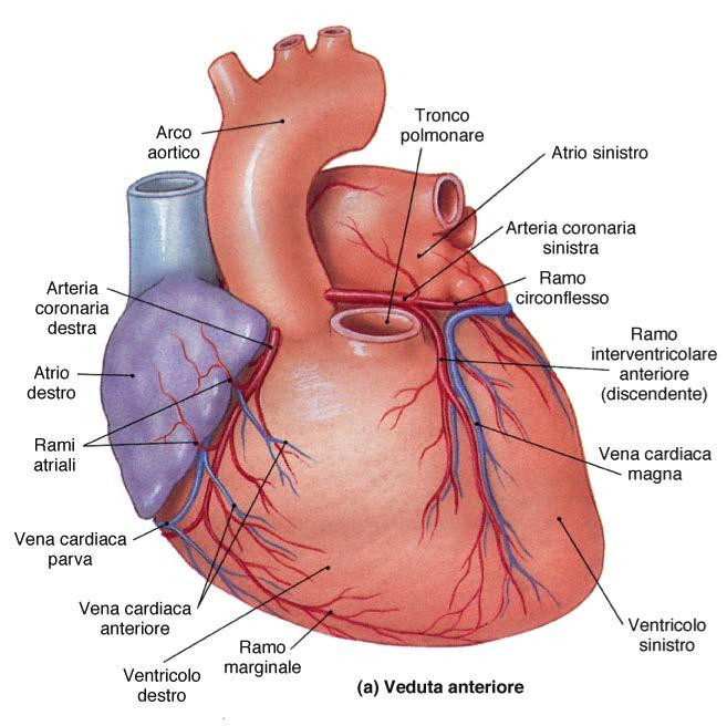 Vascolarizzazione