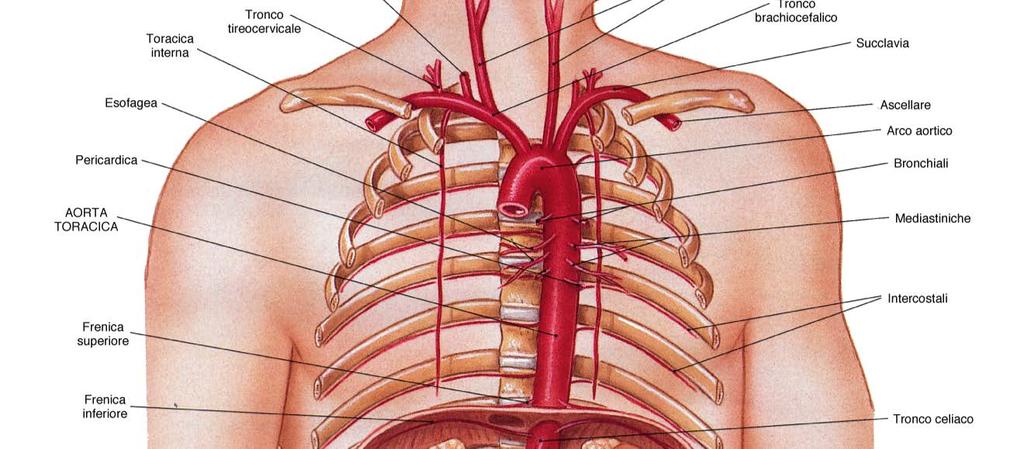 Aorta