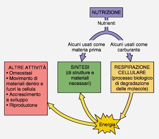 METABOLISMO E BIOENERGIA FARMACIA L