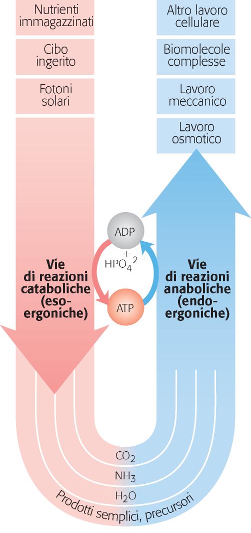 ENERGIA AD UN PROCESSO ENDOERGONICO ATP