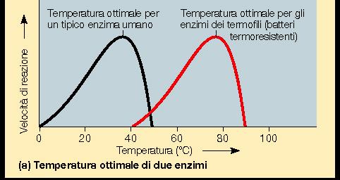 specificità di