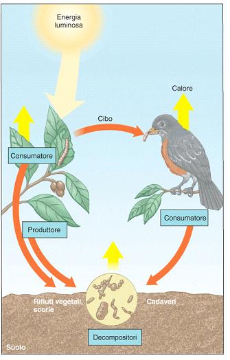 i principali agenti responsabili della decomposizione della materia organica (degradazione delle sostanze organiche