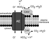 opera dell enzima anidrasi carbonica (CA) presente nei GR: legata all esterno (CA-IV) o interno (CA-II) del