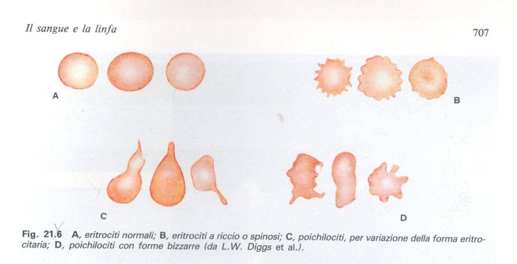 ERITROCITI