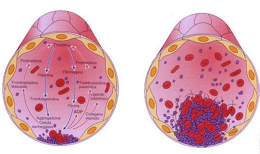 Funzione Intervengono nei processi di riparazione delle lesioni della parete dei vasi