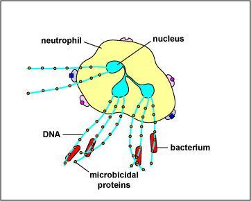 Effetto spiderman il NET (Neutrophil Extracellular Trap) è stimolato dai ROS in