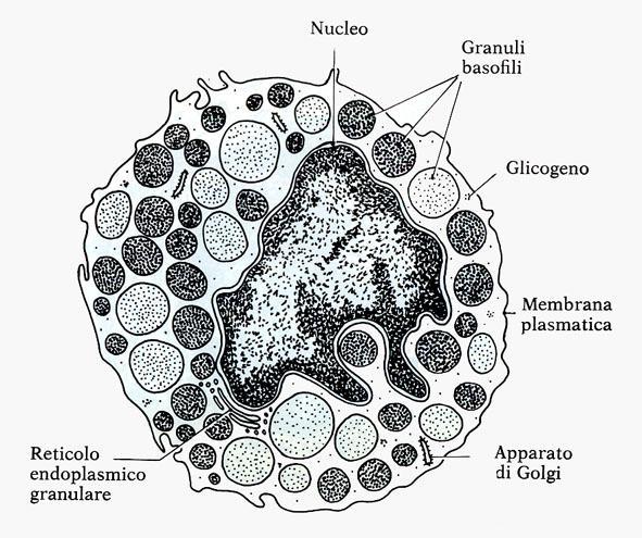 lisosomi Istamina