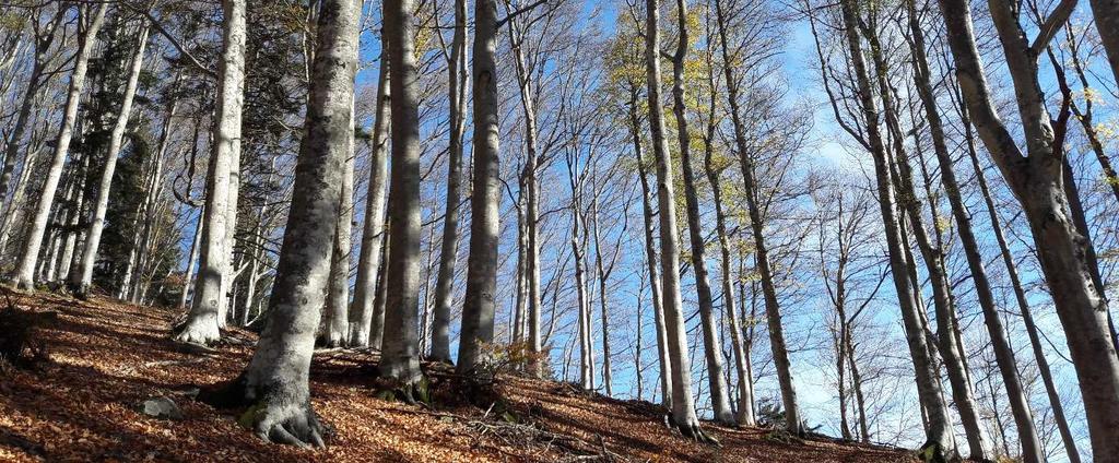 Report Sintesi scientifica e valutazione integrata dei risultati del progetto LIFE FutureForCoppiceS Gestione sostenibile dei boschi