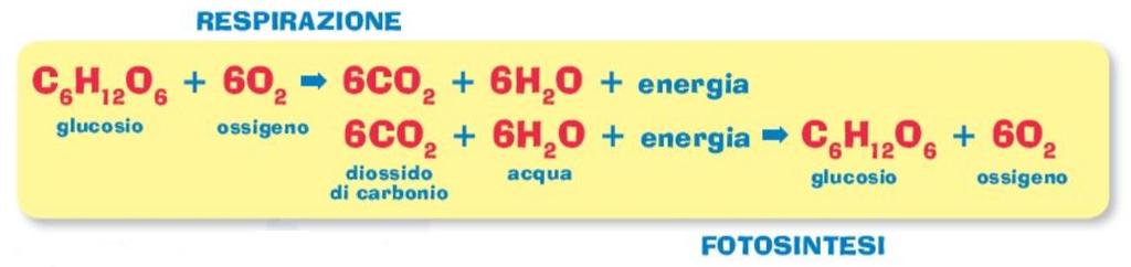 La respirazione La fotosintesi crea una riserva di energia sotto forma di glucosio mentre la