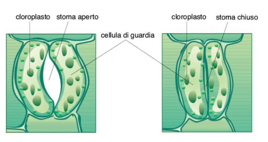 Gli stomi si possono aprire o chiudere grazie all azione