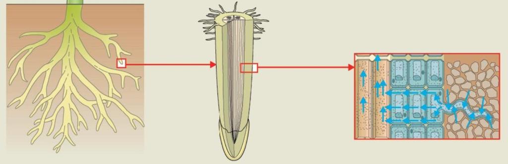 Il trasporto dei liquidi nelle piante L acqua passa dall esterno all interno della pianta per osmosi.