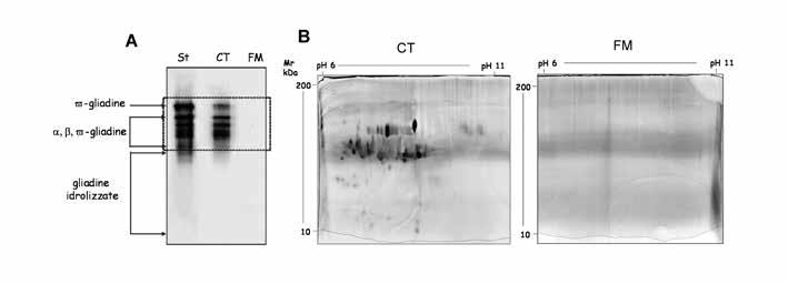 Il paradosso: l antica biotecnologia del lievito naturale 405 Fig. 2 Analisi immunologiche ed elettroforetiche della frazione gliadinica estratta da farina di grano tenero.