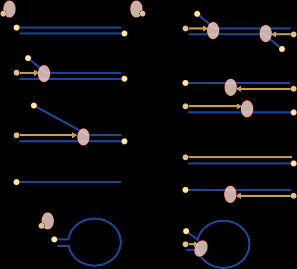 Replicazione genoma di Adenovirus L assemblaggio della DNA polimerasi (Pol) e della proteina preterminale (ptp) a livello dell origine determina il legame covalente di dcmp ad uno specifico residuo