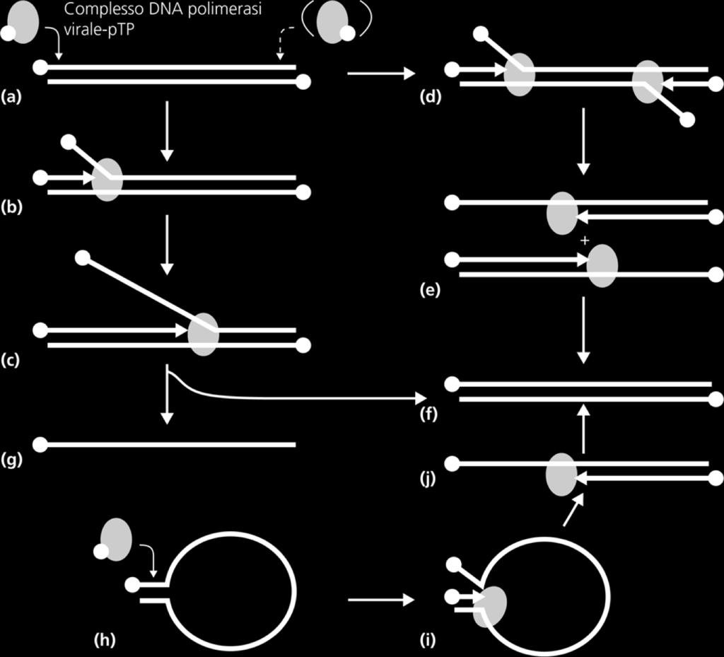 Il 3 OH fornito dal complesso ptp-dcmp innesca la sintesi continua del DNA virale (fase 2) Quando un solo un filamento viene replicato ad ogni round, il filamento scalzato, grazie alla presenza di