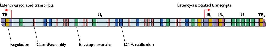 Herpesviridae Contiene tra i 60 e i 120 geni, a questo corrispondono virioni complessi contenenti circa 35 proteine.