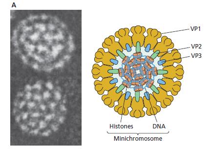 Simian Virus 40 (SV40) Il genoma virale è complessato agli istoni cellulari H2A, H2B, H3 e H4 a formare un minicromosoma Contiene due unità trascrizionali: precoce e tardiva Proteine precoci: Large T